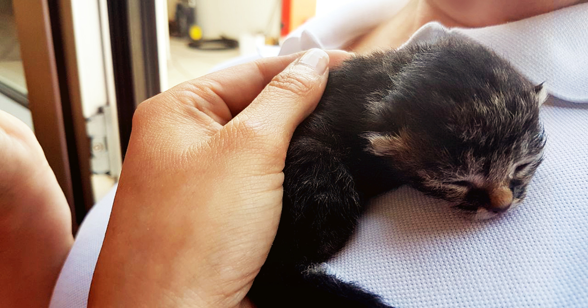 Kätzchen in Not ©ORLEN Deutschland.jpg